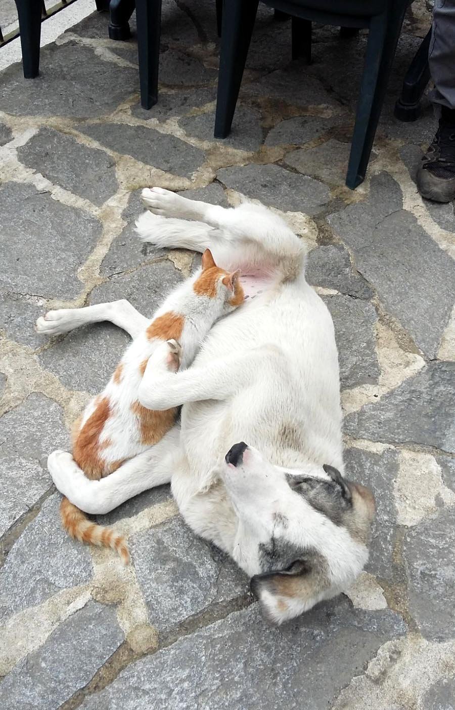 kedi köpek yiyeceği
