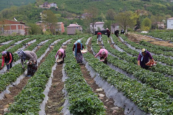 Ordu'da çilek hasadına başlandı