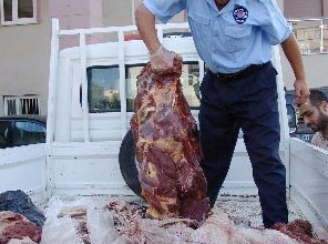 Hopa'da 200 kilo domuz eti ele geçirildi
