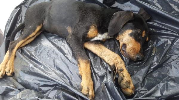 Trabzon'da Köpekler Ölü Bulundu, Soruşturma Başlatıldı