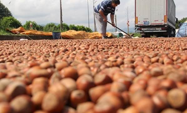 Giresun'da fındık fiyatları