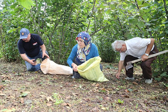 Fındık üreticisi sel sonrası yeniden bahçelerde
