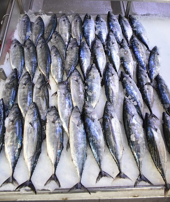 Sezonun ilk palamutları tezgahlardaki yerini aldı