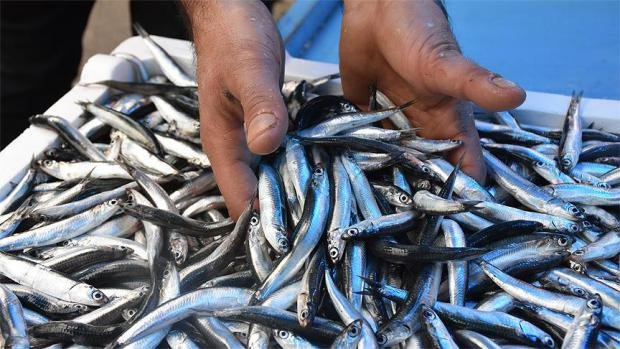 Hamsi ihracatı sezona hızlı başladı