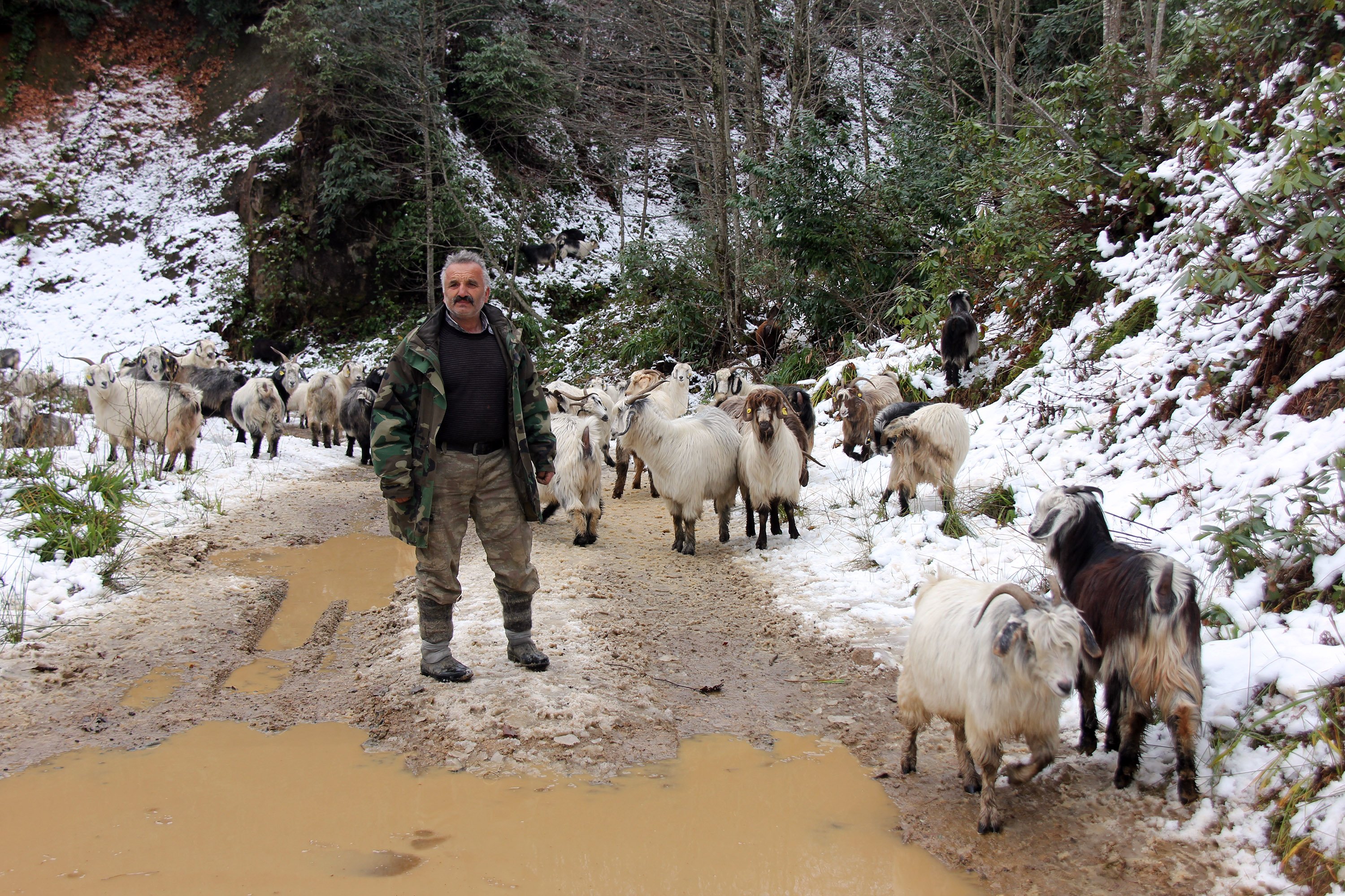 RİZE'DE SÜRÜLERİN ZORLU DÖNÜŞ YOLCULUĞU