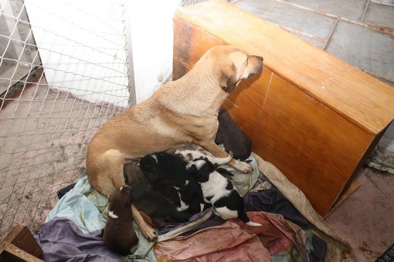 Ardeşen'de Yeni doğum Yapan Anne ve Yavrularına Belediye Kucak Açtı