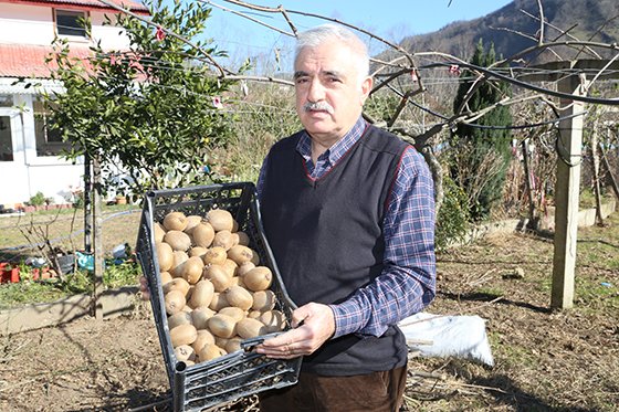 Kivi üretimine ilgi artıyor