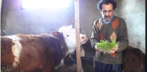 RİZE'DE 15 METREKARELİK ODADA ÜRETTİĞİ YEMLE, HAYVANLARINI BESLİYOR