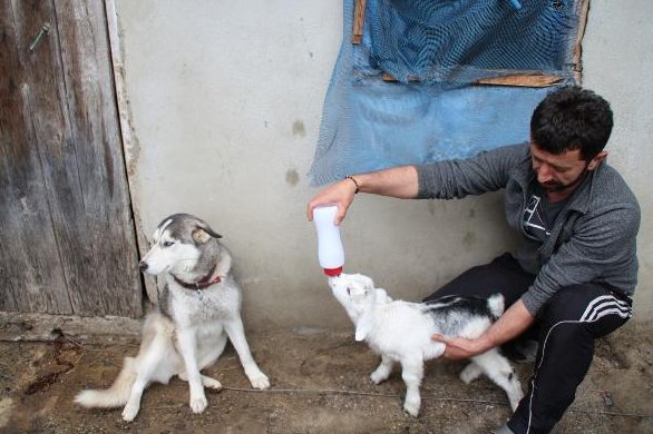 Rize'de Oğlak ile köpeğin kıskandıran dostluğu