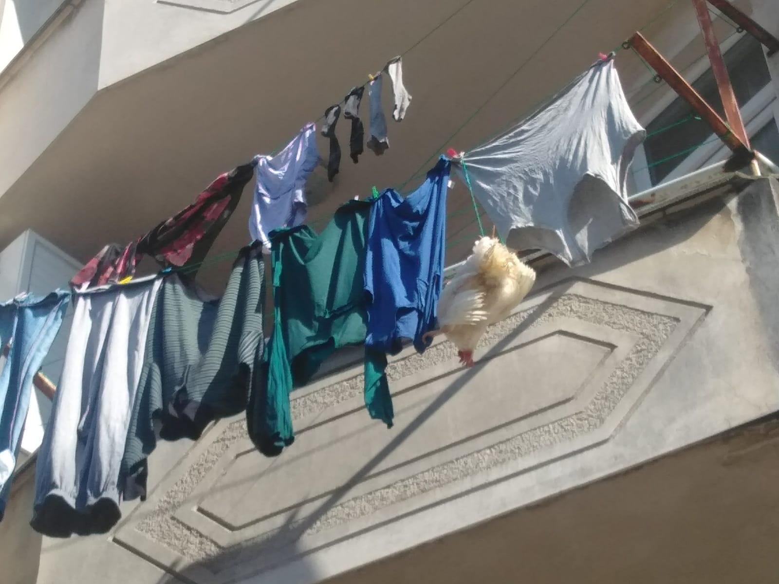 Rizede Balkonda asılı kalan tavuğu itfaiye ekipleri kurtardı