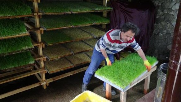 RİZE ODADA ÜRETTİĞİ YEMLE, HAYVANLARIN SÜT VERİMİNİ İKİ KATINA ÇIKARDI