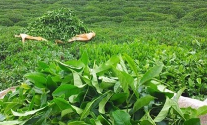Rize çay üreticileri Yaş Yaprağa Verilen Fiyatı Değerlendirdi