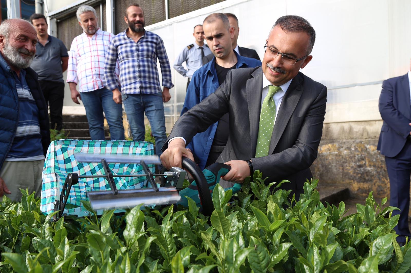 Vali Çeber, Çay Hasadı Yaptı
