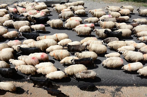 Karadeniz'de göçerler yayla yollarında