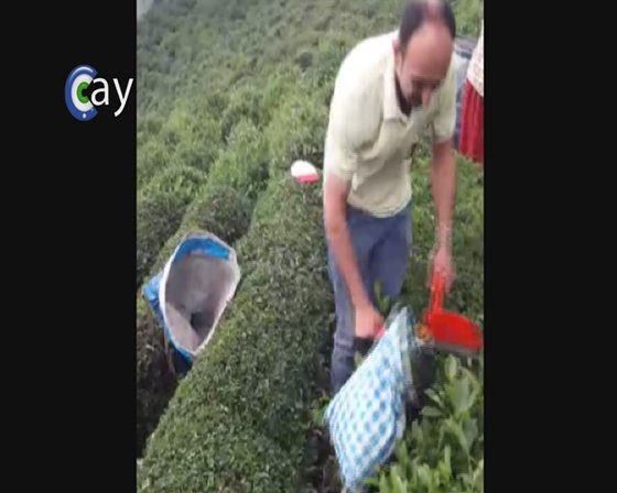 Çayını Kemençe Eşliğinde Topluyor