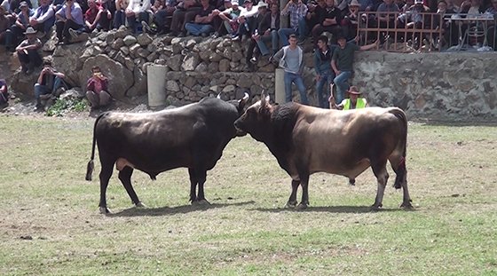 "20. Marant Boğa Güreşleri" sona erdi