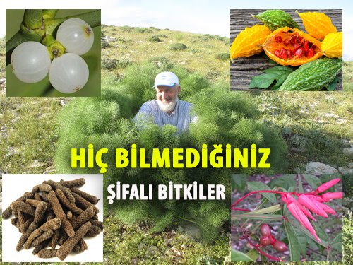 ŞİFALI BİTKİLER 'İN İSİMLERİ VE FAYDALARI