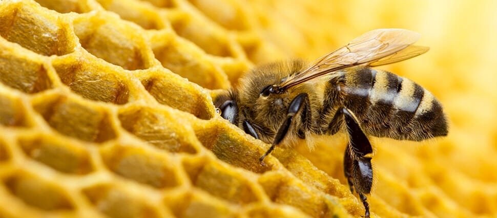 Litresi 7 bin lira olan 'propolis' yok satıyor