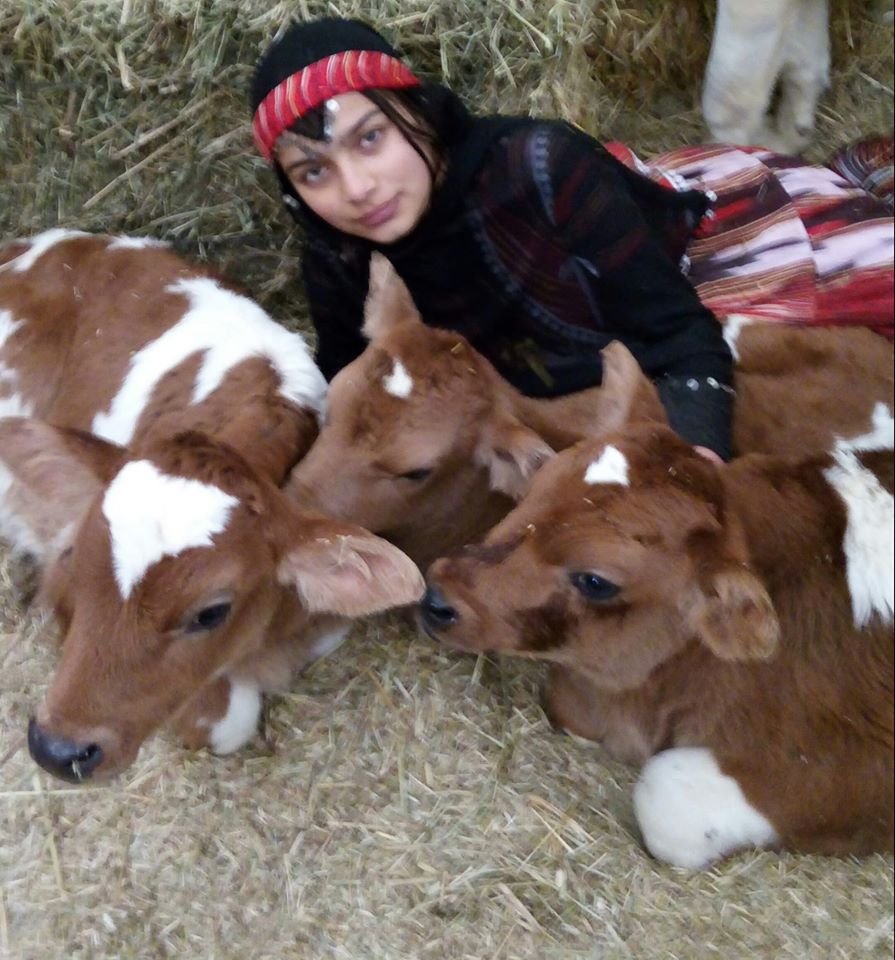 Hamdu Sena, 'Milli Dayanışma Kampanyası'na 3 buzağı bağışladı