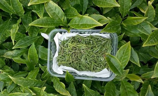 Rize'de Kilosu 4 bin 500 liradan satılan beyaz çay