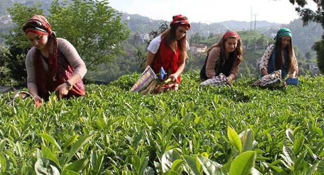 Doğu Karadeniz'de yaş çay sezonu yarın açılıyor