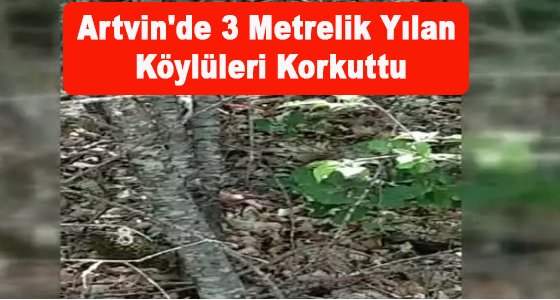 Artvin'de, 3 metrelik yılan köylüleri korkuttu