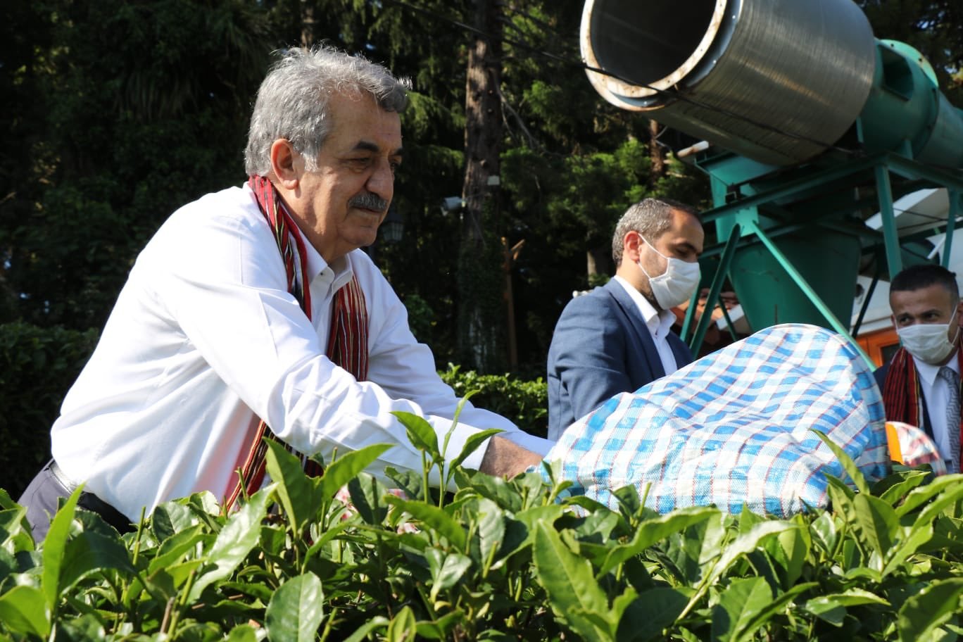 RİZE MİLLETVEKİLİ HAYATİ YAZICI ÇAY TOPLADI
