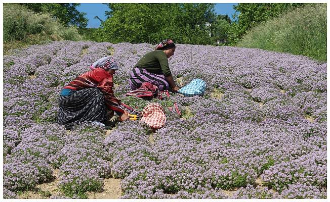 Rize'de İlk Kez Yayla Kekiği Hasadı Yapıldı