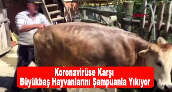 Koronavirüse karşı büyükbaş hayvanlarını şampuanla yıkıyor