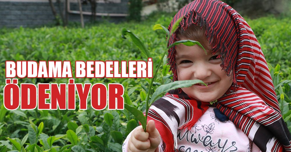 2020 yaş çay budama bedelleri ödeniyor