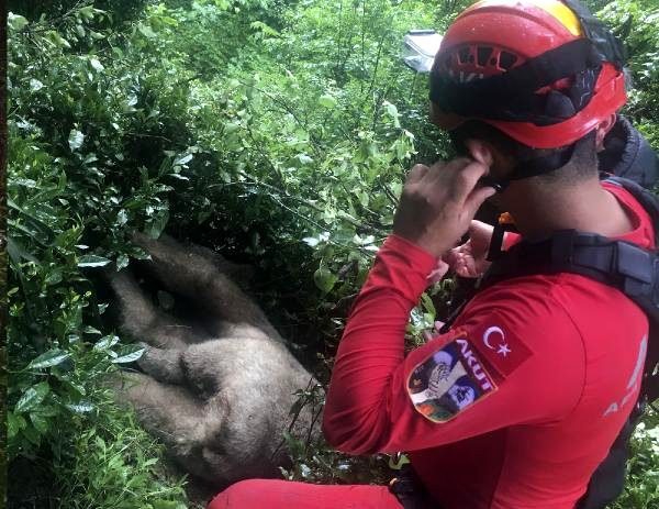 Rize'de bozayı, mahsur kaldığı ağaçtan 2 günde kurtarıldı