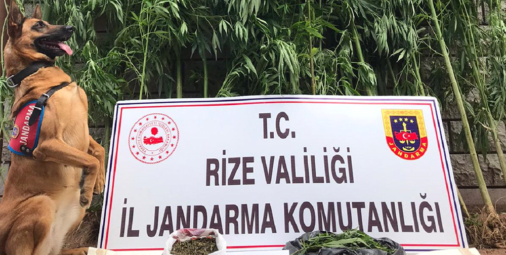 Rize Jandarma Ekiplerinin Ağustos Ayı Bilançosu