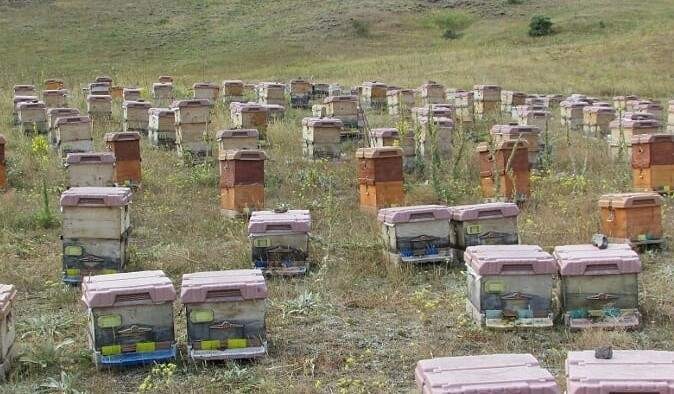 Trabzon'da Bal Üretimi Geçen Yıla Oranla Yüzde 15 Arttı