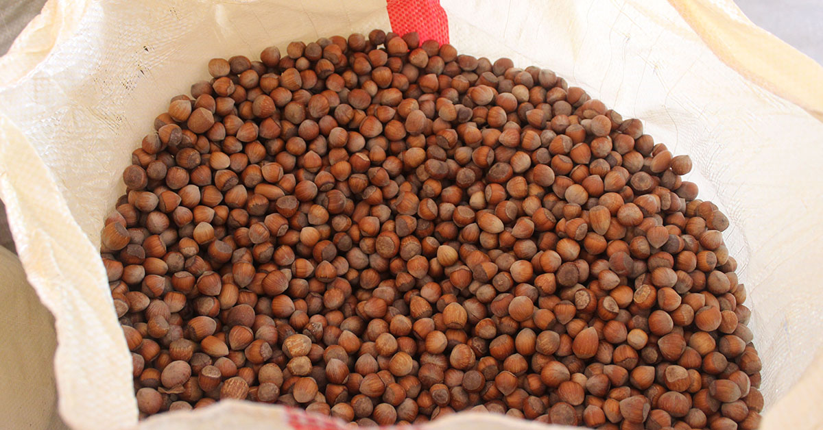 Fındık Yeni Haftaya 25 Lira 50 Kuruş Fiyat İle Başladı