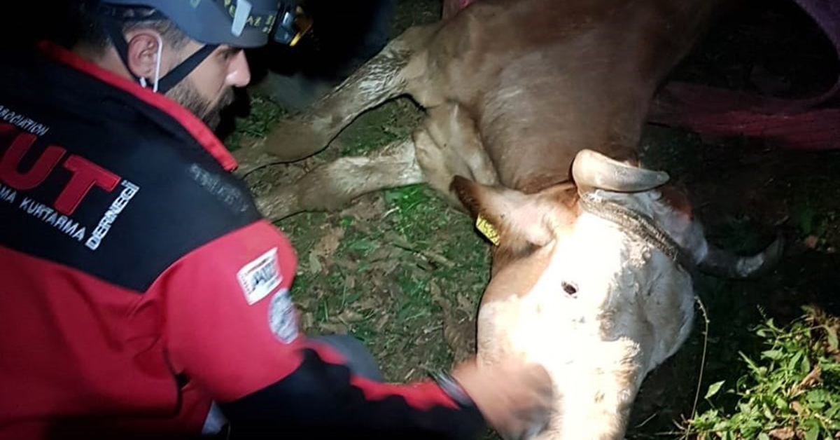 Su Kanalına Düşen İnek Kurtarıldı