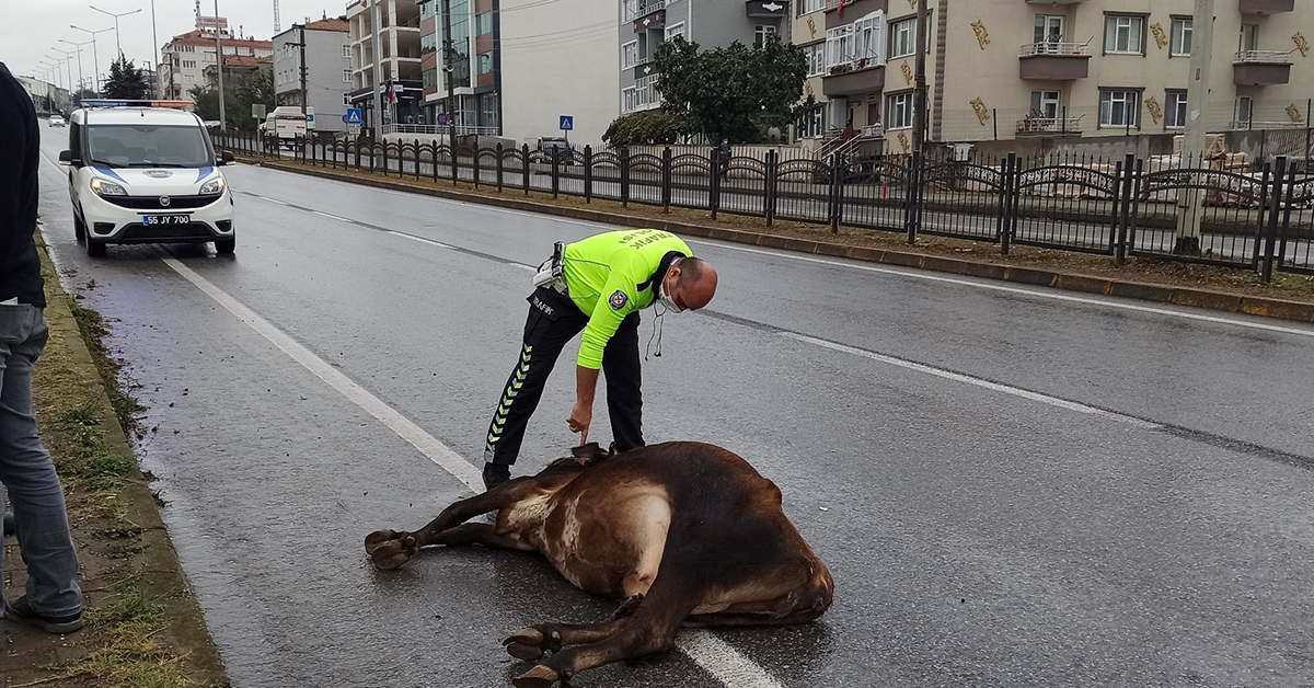 Karayoluna Çıkan Büyükbaş Hayvan Kazaya Yol Açtı