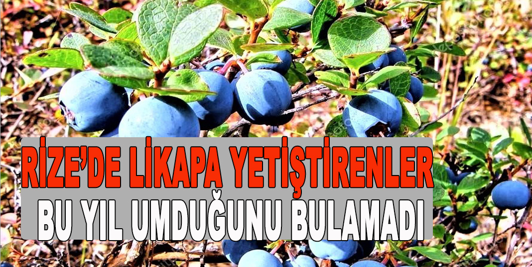 RİZE’DE LİKAPA YETİŞTİRENLER BU YIL UMDUĞUNU BULAMADI