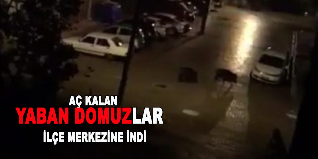 Aç kalan yaban domuzları ilçe merkezine indi