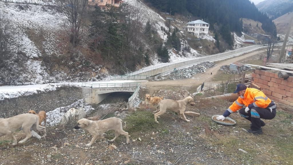 SAHİPSİZ CANLAR UNUTULMUYOR