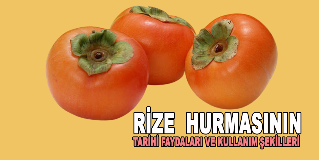 Rize Hurmasının Tarihi Faydaları ve Kullanım şekilleri
