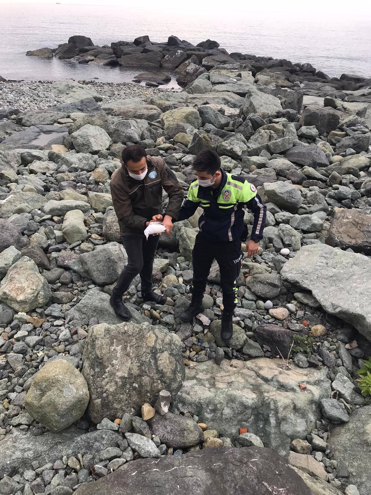 Kayaların arasına sıkışan yaralı martıyı trafik polisi kurtard