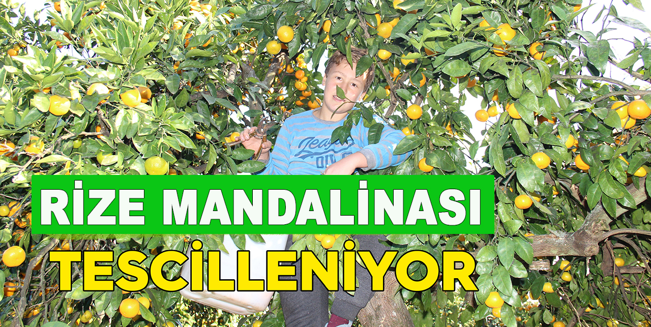 Rize Mandalinası Tescil Yolunda