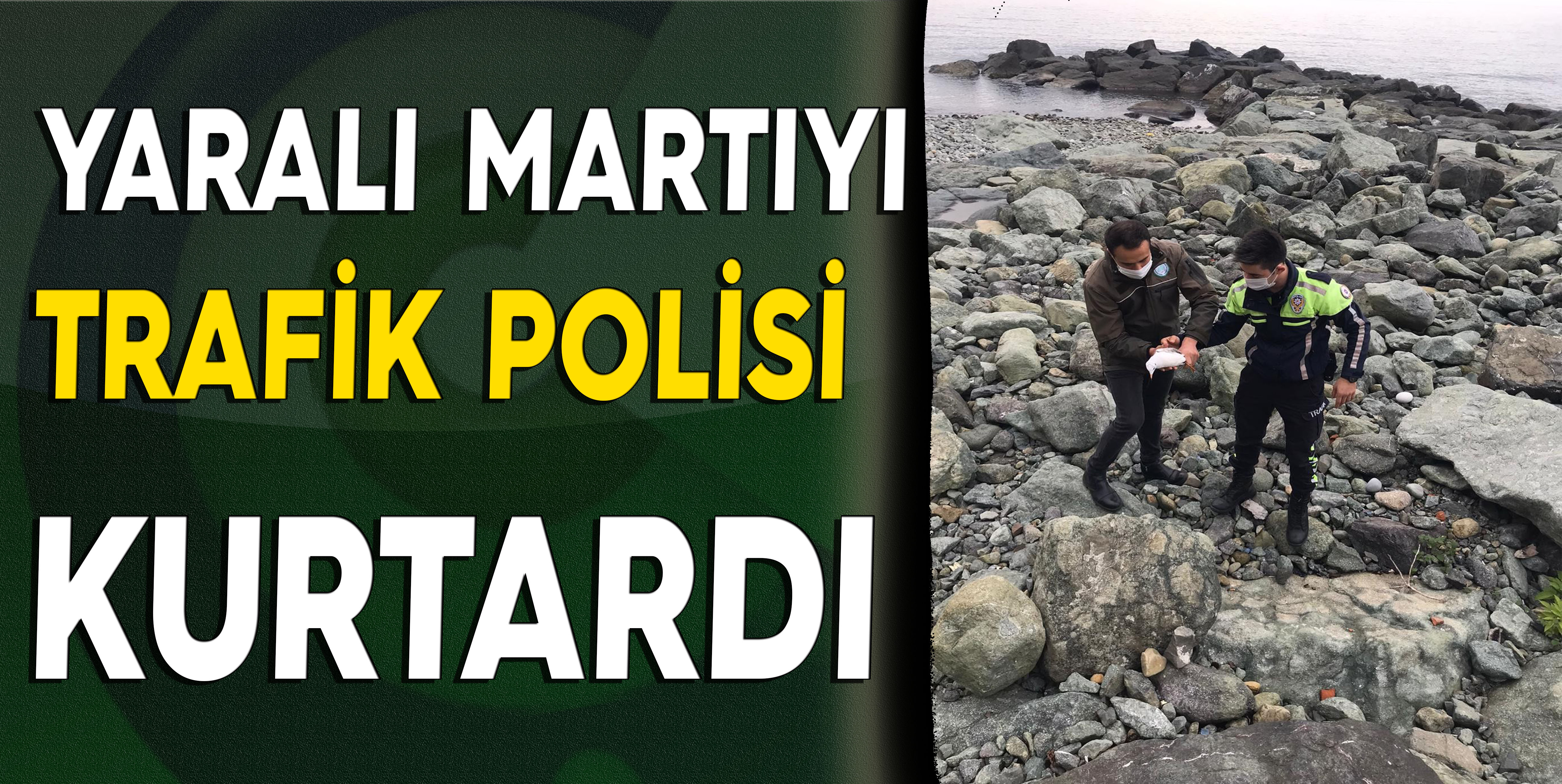 Yaralı Martıyı Trafik Polisi Kurtadı