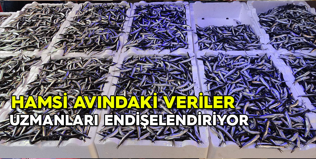 Uzmanlar Hamsi İçin Endişeleniyor