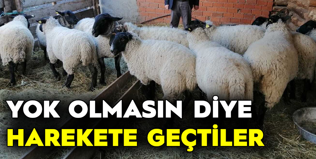 Artvin'e özgü bijik koyununun yok olmaması için harekete geçtiler