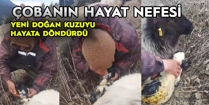 Rize’de bir çobanın yeni doğan kuzuyu yaşatma çabası