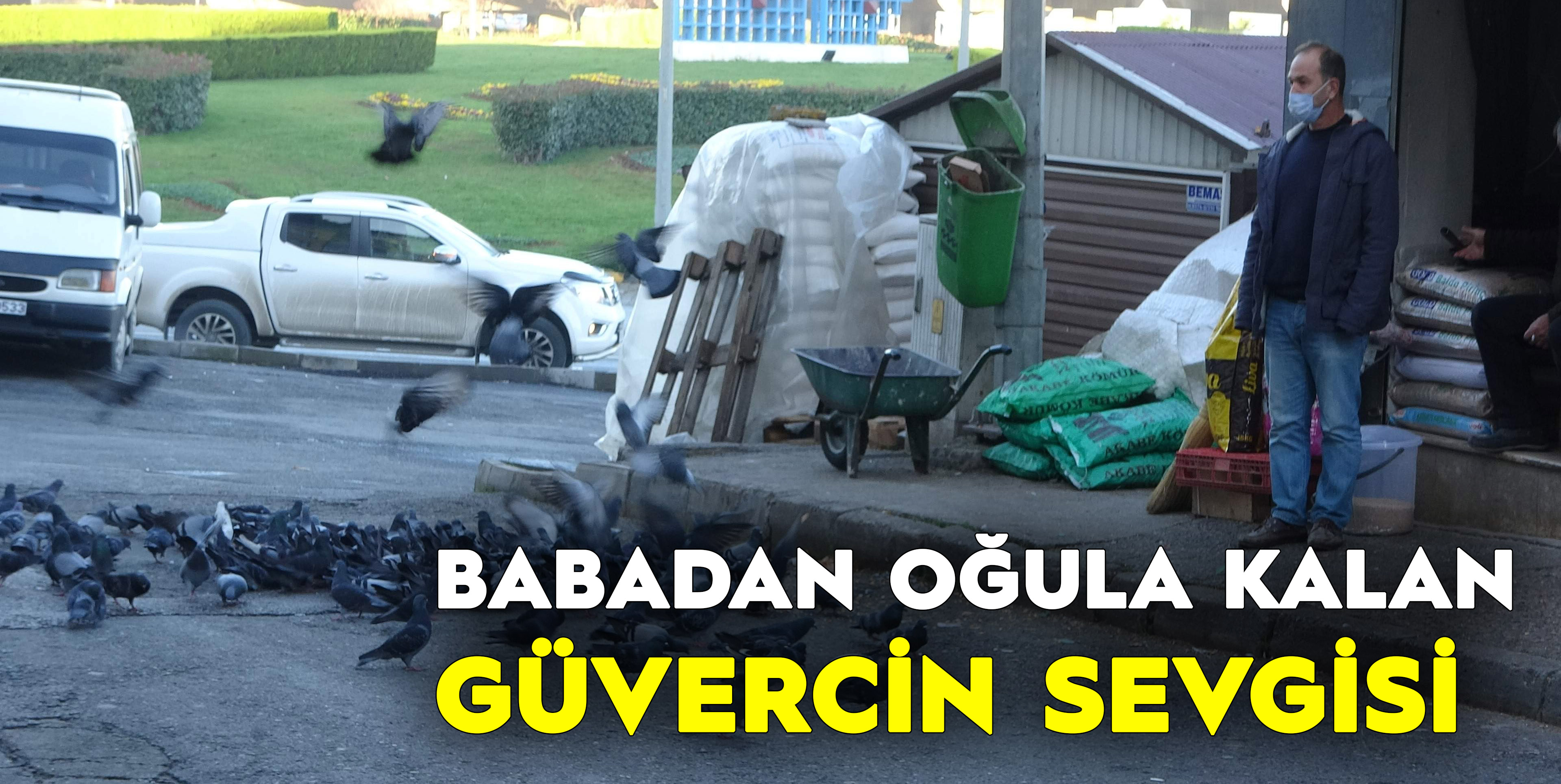 Babadan Oğula Kalan Güvercin Sevgisi