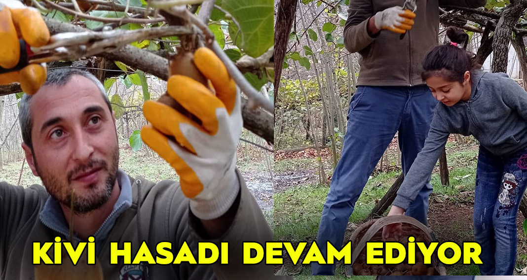 Kivi hasadı devam ediyor