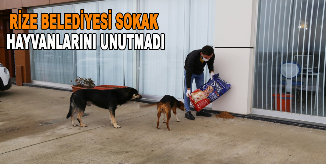RİZE BELEDİYESİ SOKAK HAYVANLARINI UNUTMADI