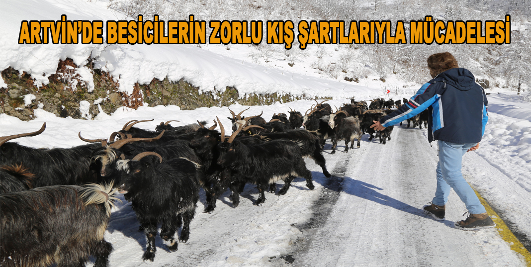 Artvin’de besicilerin zorlu kış şartlarıyla mücadelesi